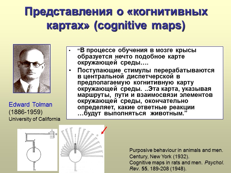 Представления о «когнитивных картах» (cognitive maps) “В процессе обучения в мозге крысы образуется нечто